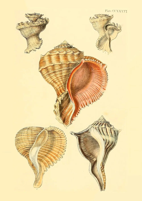affiche d'art vintage coquillages pour décoration intérieure