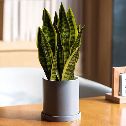 plantes artificielles sansevieria pour décoration extérieure moderne - vue 2 sur 6
