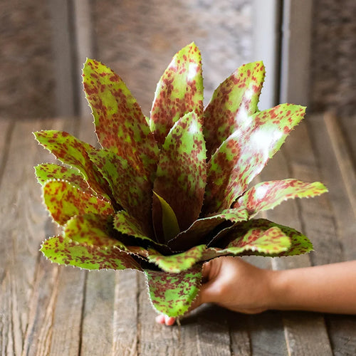 plantes succulentes artificielles toucher réel pour décoration intérieure - vue 2 sur 10