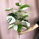 plantes artificielles bonsaï monstera palmier décoration intérieure et extérieure