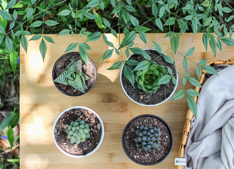 plante succulente pot en plastique épais style vintage rond - vue 3 sur 7