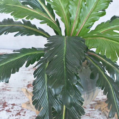 plantes artificielles tropicales fougères et feuilles décoratives - vue 5 sur 7
