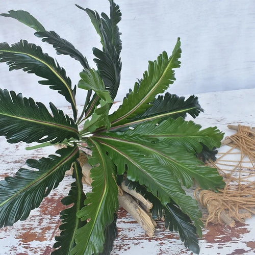 plantes artificielles tropicales fougères et feuilles décoratives - vue 4 sur 7
