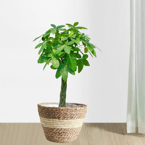 doublures en rotin pour paniers à plantes et décoration jardin - vue 5 sur 12