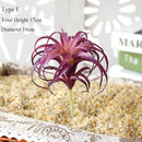 plantes succulentes artificielles décoratives pour un intérieur naturel