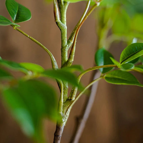 grande branche artificielle de ficus pour décoration intérieure et extérieure - vue 6 sur 9
