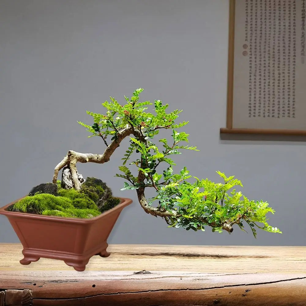 pots de fleurs en argile pour jardinage et bonsaï créatifs - vue 10 sur 12