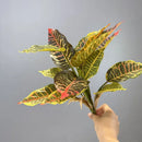 plante artificielle feuillage décoratif pour mariage et événements