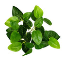 plantes artificielles pour décoration murale et jardin