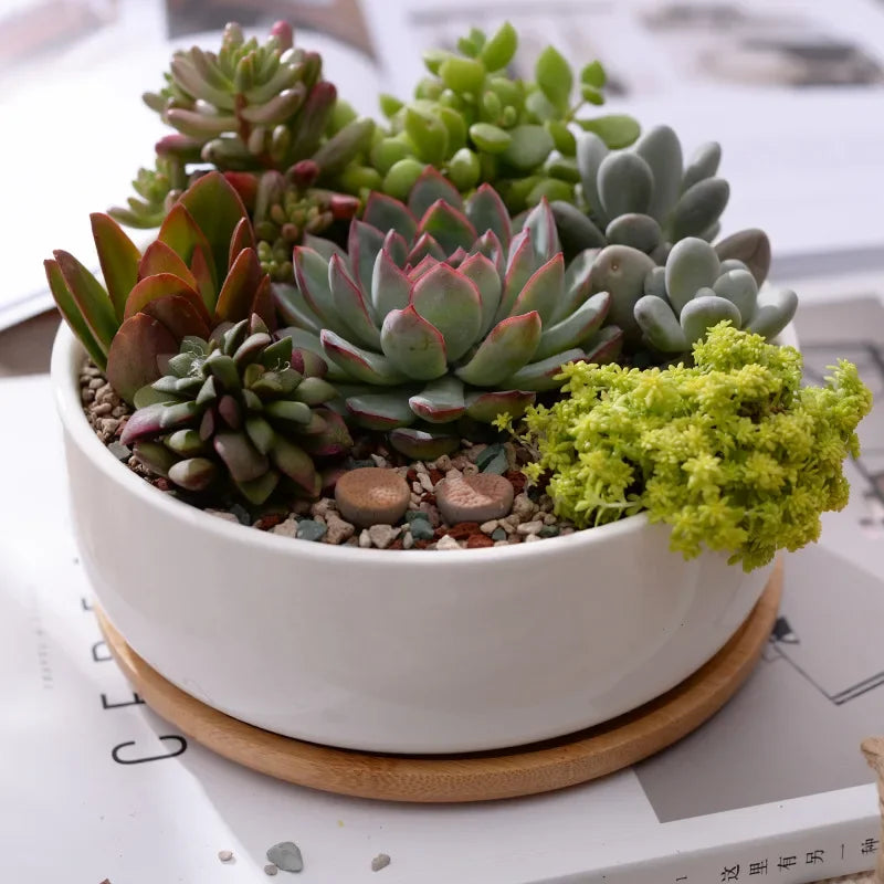 pot en céramique pour plantes succulentes avec plateau en bambou - vue 5 sur 7
