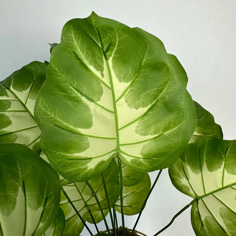 plante monstera réaliste pour décoration intérieure moderne