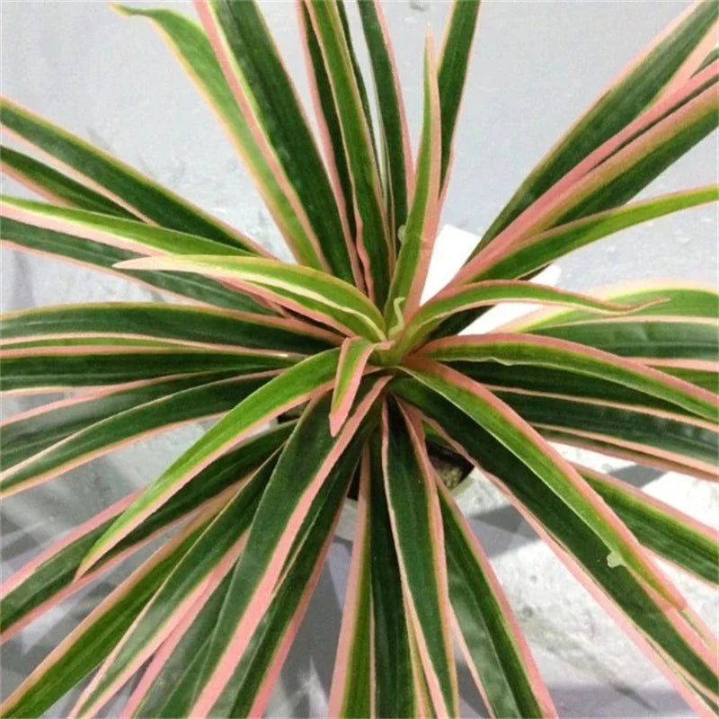 plantes artificielles chlorophytum décoratives pour intérieur sans pot - vue 4 sur 12