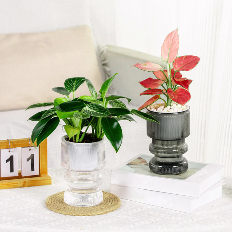 pot de fleurs hydroponique avec arrosage automatique décoration jardin
