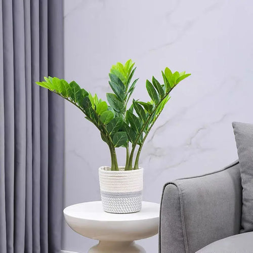 plantes artificielles ficus et zamioculcas pour décoration intérieure - vue 6 sur 14
