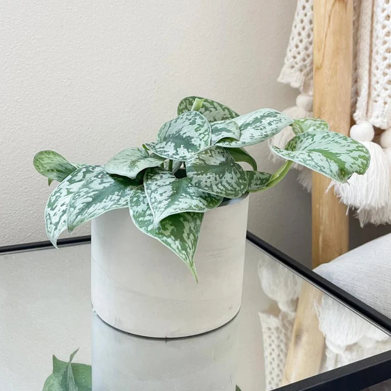 moules en silicone pour pots de fleurs et rangement