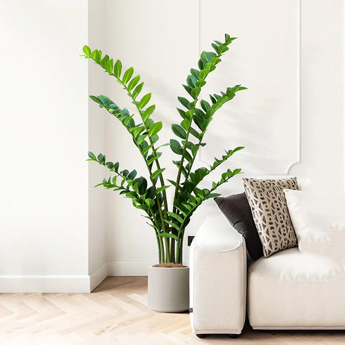 plantes artificielles ficus et zamioculcas pour décoration intérieure - vue 4 sur 14