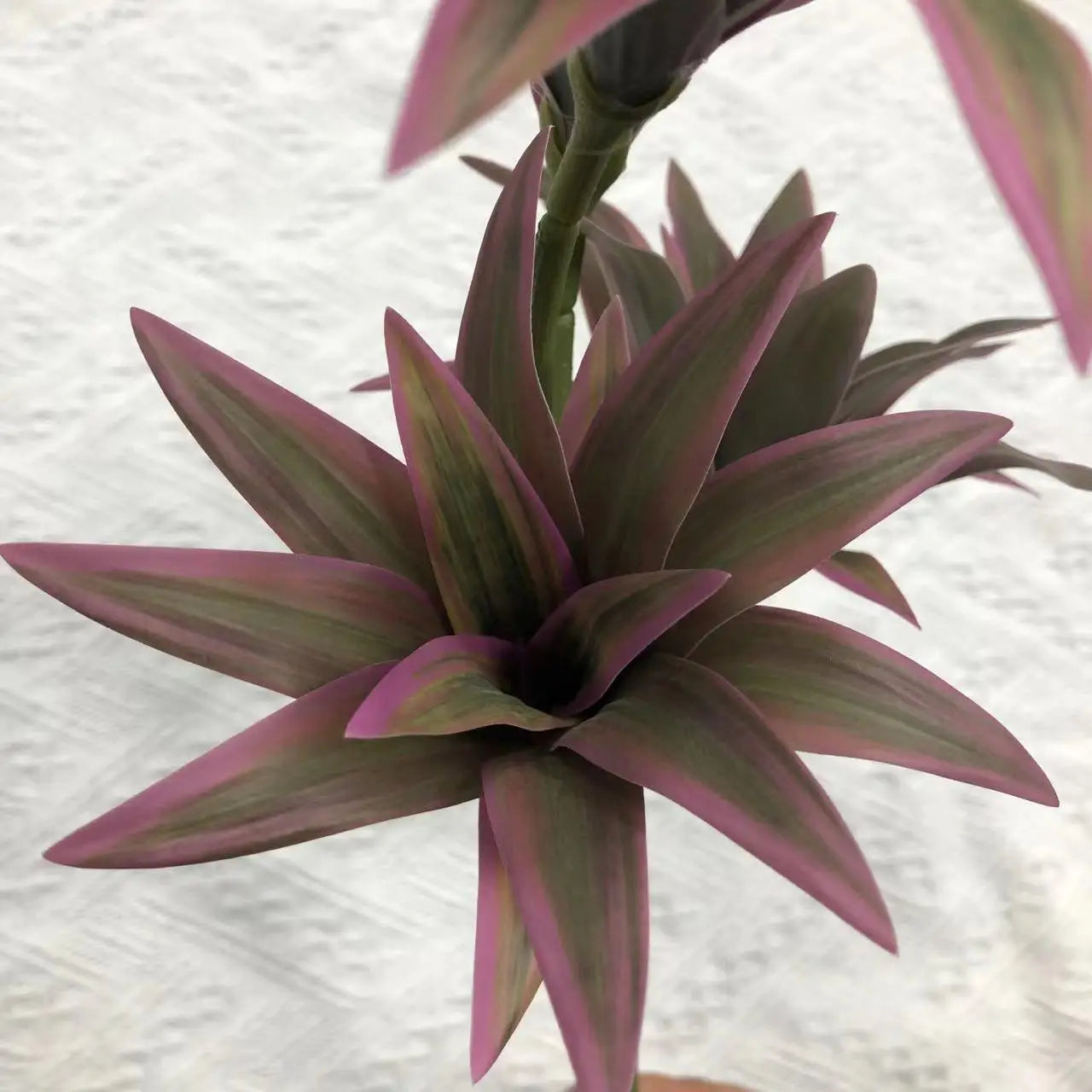 plante tropicale en pot avec palmier et bambou décoratif - vue 6 sur 18