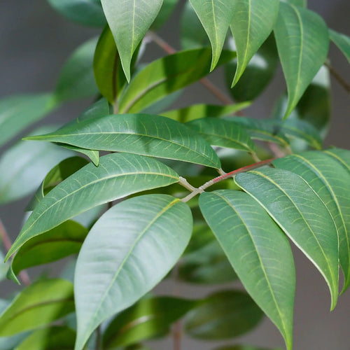 plantes artificielles grandes pour décoration intérieure et extérieure - vue 5 sur 6
