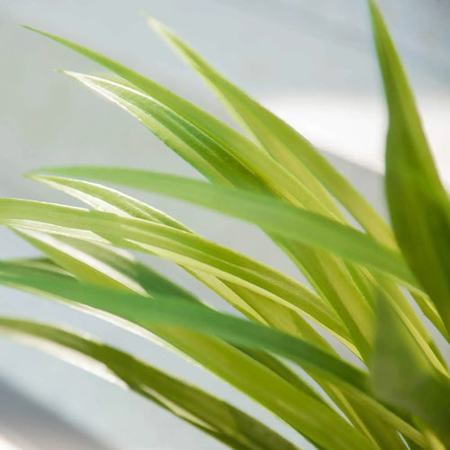 plantes artificielles chlorophytum pour décoration intérieure et extérieure - vue 6 sur 7