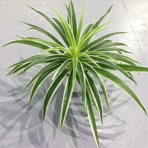 plantes artificielles chlorophytum décoratives pour intérieur sans pot - vue 2 sur 12