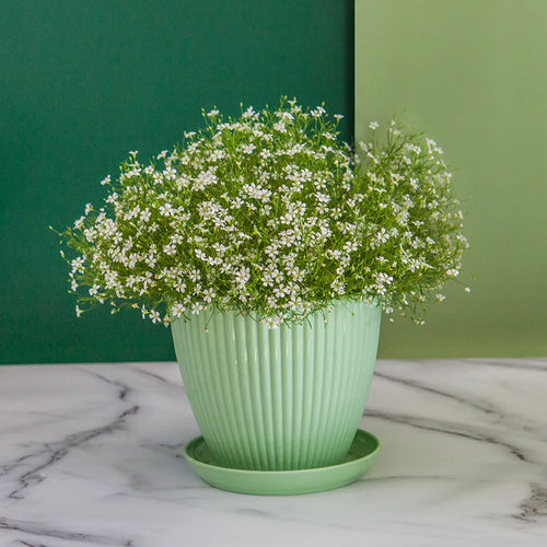 pot de fleurs rond pour succulentes avec plateau décoratif extérieur - vue 4 sur 10