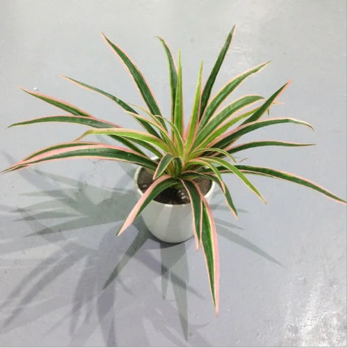 plantes artificielles chlorophytum décoratives pour intérieur sans pot - vue 9 sur 12