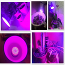 ampoule-led-spectre-complet-pour-plantes-d-int-rieur-et-hydroponie-4.png