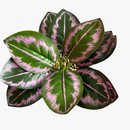 feuilles-de-ph-nix-artificielles-d-coration-verte-en-plastique-1.png