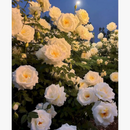 kit-de-peinture-par-num-ro-fleur-pour-adultes-d-corations-artistiques-0.png