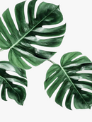 peinture-diamant-5d-cr-er-plante-verte-mosa-que-d-corative-compl-te-4.png