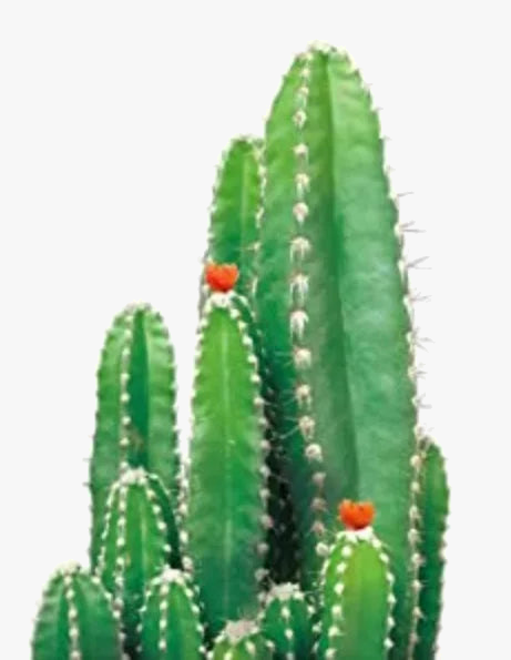 peinture-diamant-5d-cr-er-plantes-vertes-mosa-que-d-corative-artisanale-6.png