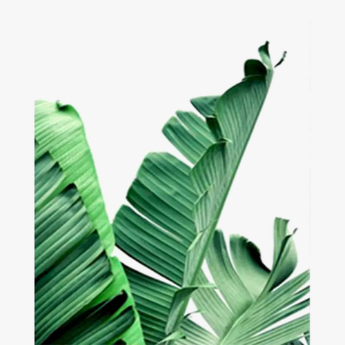 peinture-par-num-ro-plante-feuille-verte-kit-de-bricolage-colorier-6.png