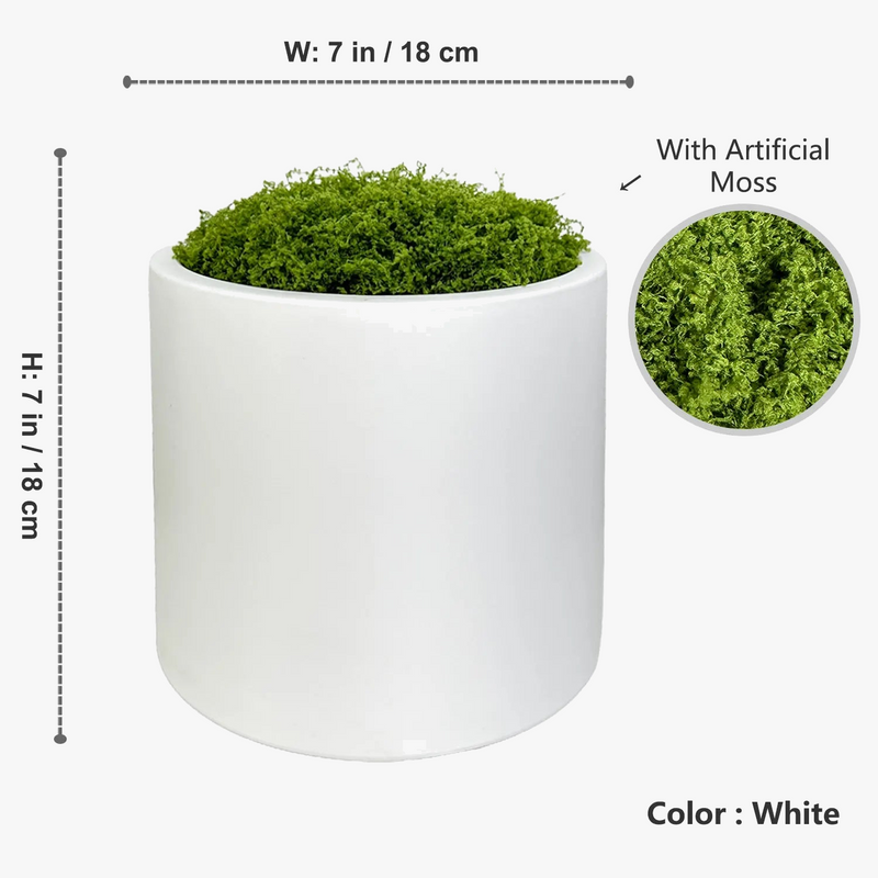 plante-monstera-r-aliste-pour-d-coration-int-rieure-moderne-8.png