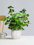 plantes-artificielles-schefflera-tr-fle-et-eucalyptus-pour-d-coration-maison-5.png
